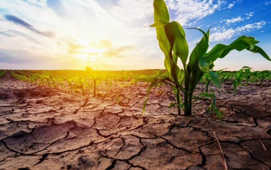 How Drought Disrupts the Flow of Business for Farmers